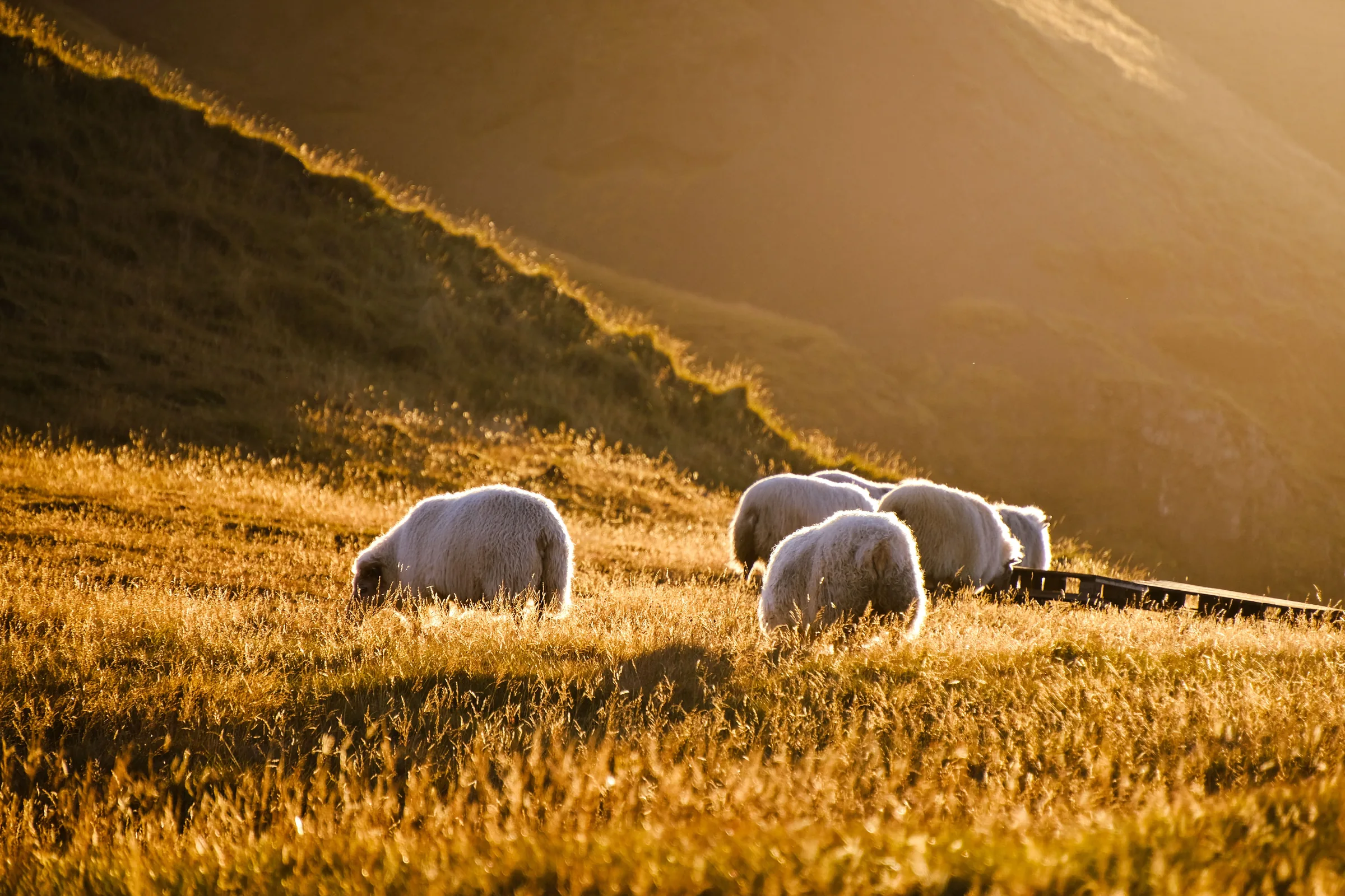Sheep grazing on a UK farm at sunset, with a farmhouse in the distance